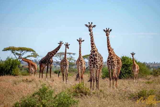 Big Five Classic Safari in Tanzania **Sustainable Travel approach - Why this route works for a first Tanzania safari