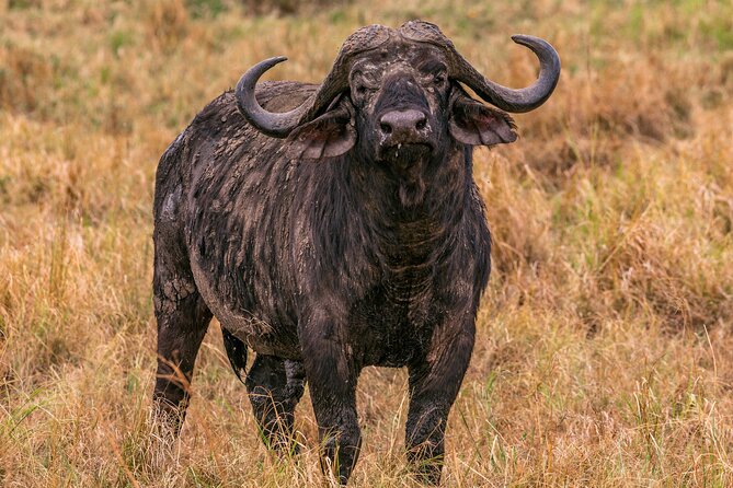 Big Five Classic Safari in Tanzania **Sustainable Travel approach - Day 3: The long road to the Serengeti