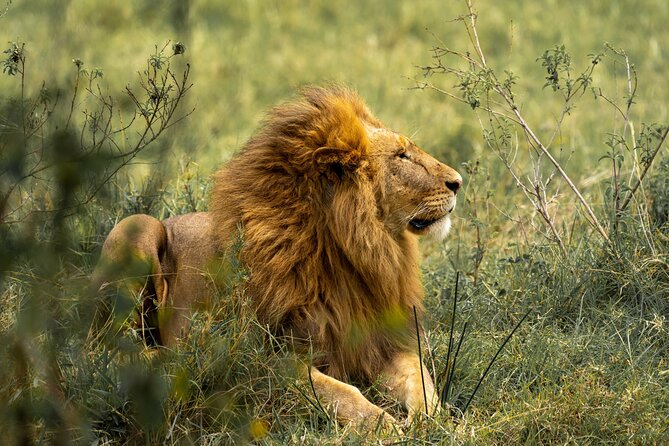Big Five Classic Safari in Tanzania **Sustainable Travel approach - Day 5: Ngorongoro Crater and the search for rhino