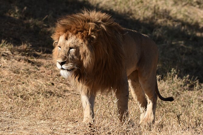 Big Five Luxury 7 Days Safari Tour in Arusha - Day 3: Olduvai Gorge and the long road to Serengeti