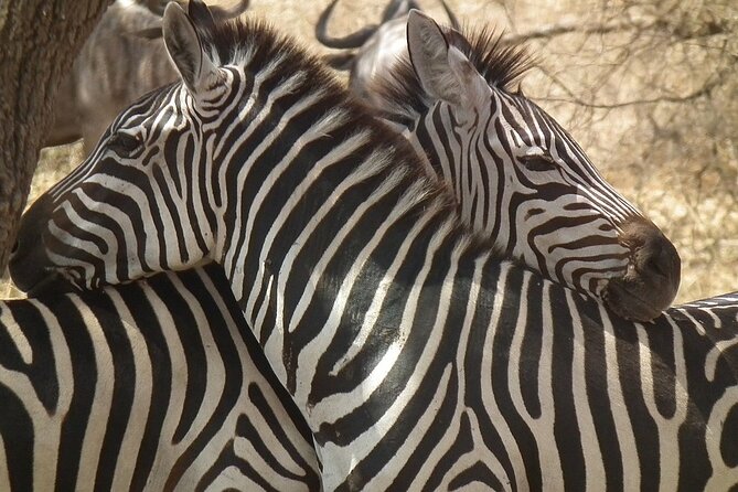 Big Five Luxury 7 Days Safari Tour in Arusha - Day 5: Ngorongoro Crater and a strong chance of rhino