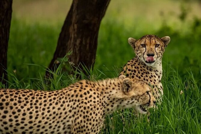 Big Five Luxury 7 Days Safari Tour in Arusha - Day 6: Lake Manyara as the final park