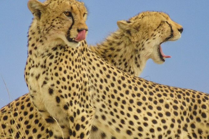 Big Five Luxury 7 Days Safari Tour in Arusha - Day 2: Tarangire and its elephant country