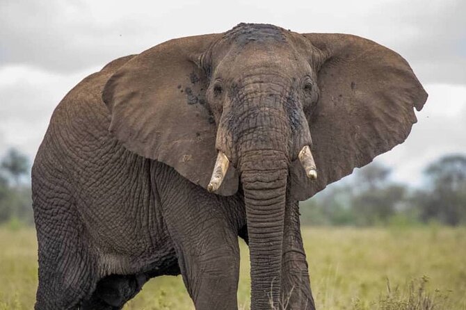 Big Five Luxury Safari in Tanzania - Day 1: Tarangire brings elephants and baobabs