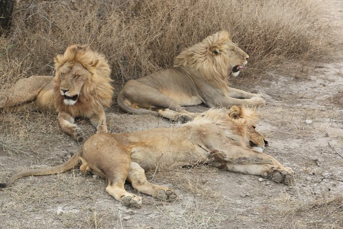 Big Five Luxury Safari in Tanzania - Day 4: Your strongest wildlife day in the Serengeti