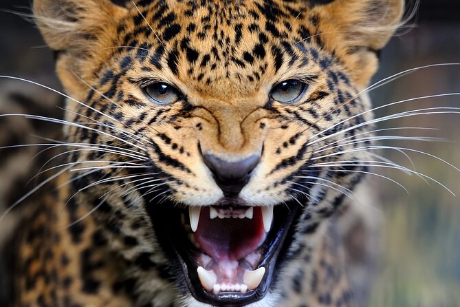 Big Five Luxury Safari in Tanzania - Day 5: Ngorongoro Crater is compact and dramatic