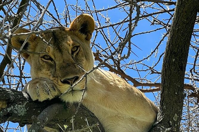 Big Five Luxury Safari in Tanzania - Day 6: Lake Manyara changes the scenery again