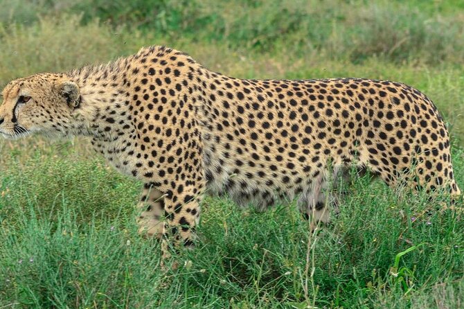 Big Five Luxury Safari in Tanzania - Day 7: A simple departure morning
