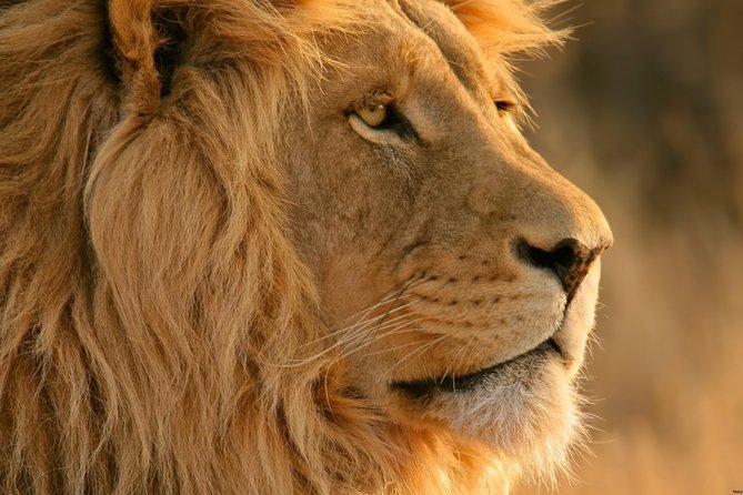 Big Five Safari and Breede River Valley Guided Day Trip - Why this is the practical Cape Town safari choice