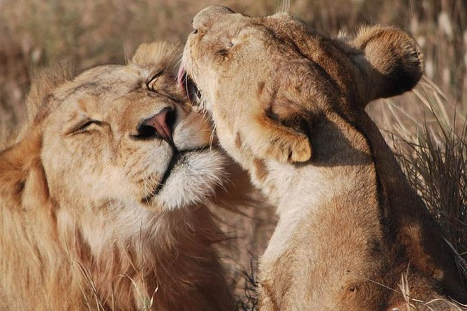 Big Five Safari In Tanzania - What this seven-day route gets right