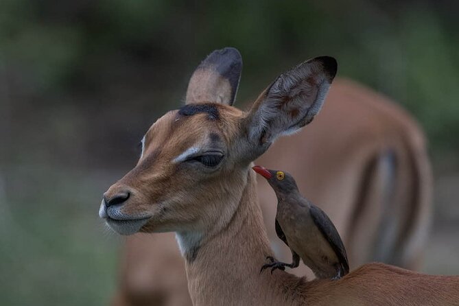 Big Five Safari In Tanzania - Tarangire: elephants, baobabs, and a full game-drive day