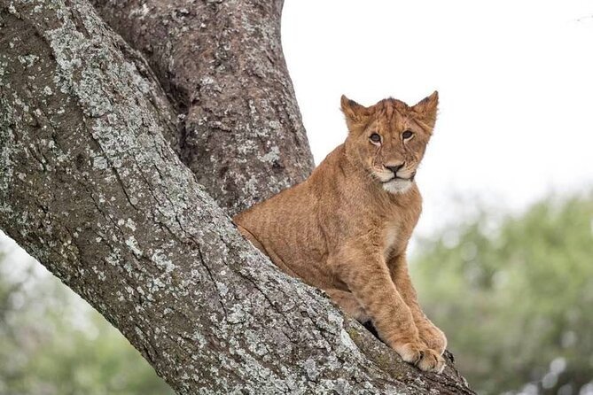 Big Five Safari In Tanzania - Lake Manyara brings a smaller, more varied setting