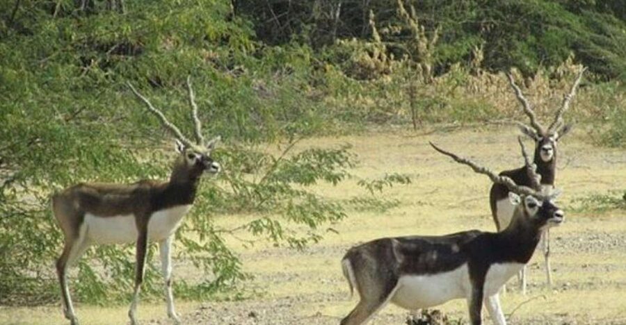 Bishnoi Village Safari Private Half Day Tour - Key points to know before booking