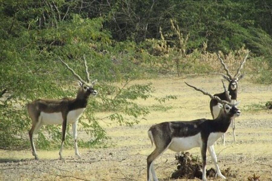 Bishnoi Village Safari Private Half Day Tour - Kakani and the art of block printing