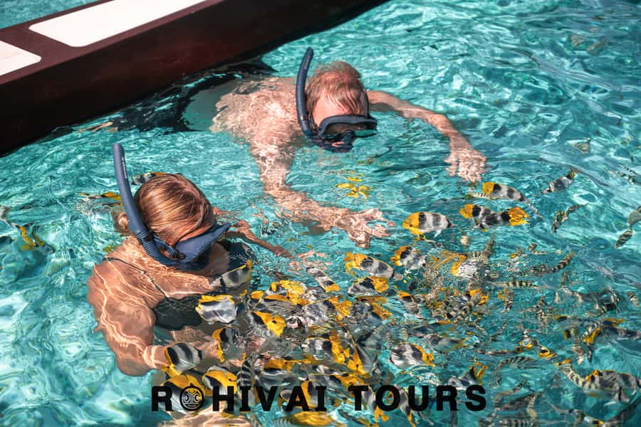 Bora Bora: 1/2 day lagoon safari - Shared tour - Stop one: blacktip reef sharks and stingrays