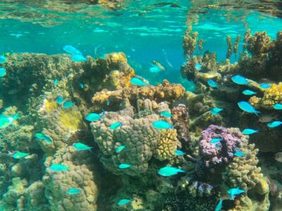 Bora Bora: 1/2 day lagoon safari – Shared tour