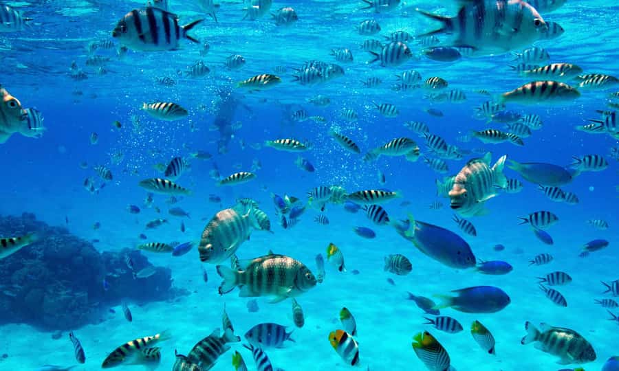 Bora Bora: 1/2 day lagoon safari - Shared tour - Stop three: coral gardens and tropical fish