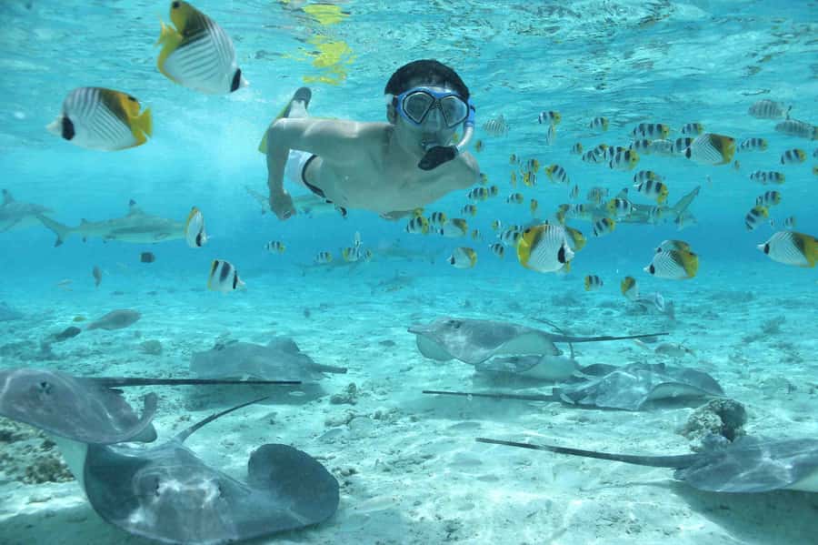 Bora Bora: Eco Shark and Snorkeling Safari - Quick takeaways