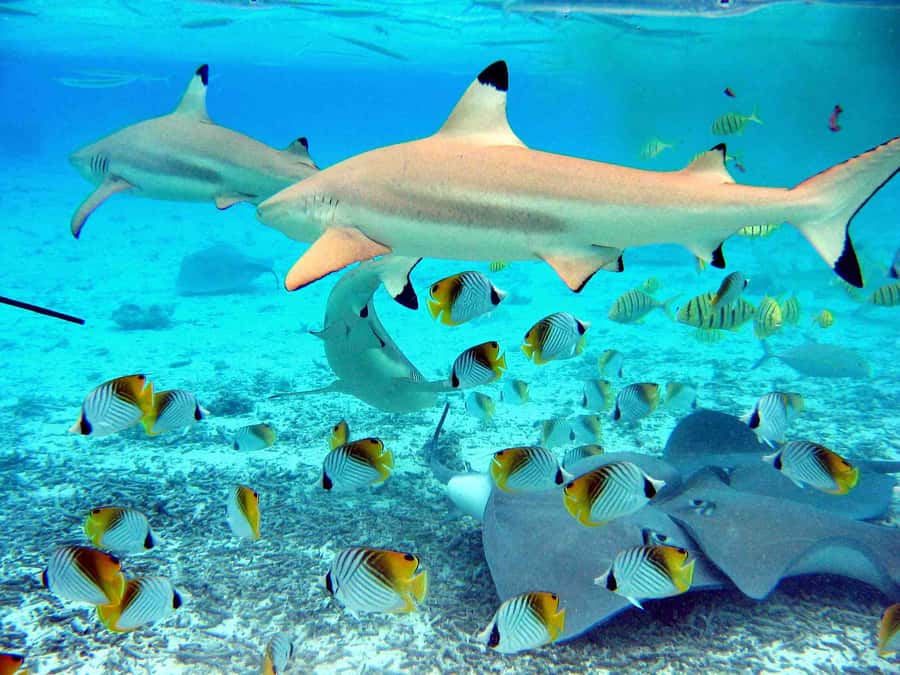 Bora Bora: Eco Shark and Snorkeling Safari - Three hours of underwater variety in Bora Bora