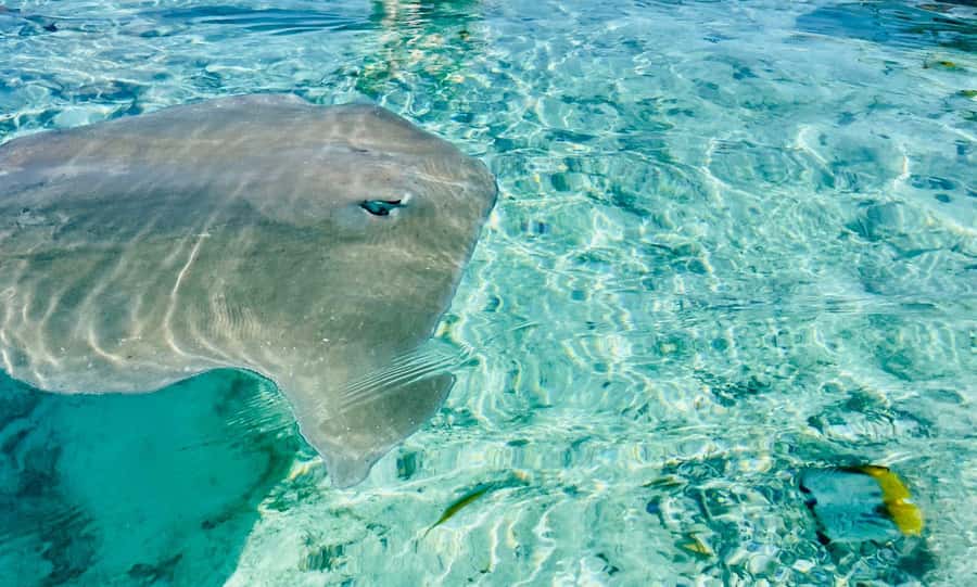 Bora Bora: Full day Lagoon Safari & Lunch on a Motu - ST - A full morning and afternoon on Bora Bora’s lagoon