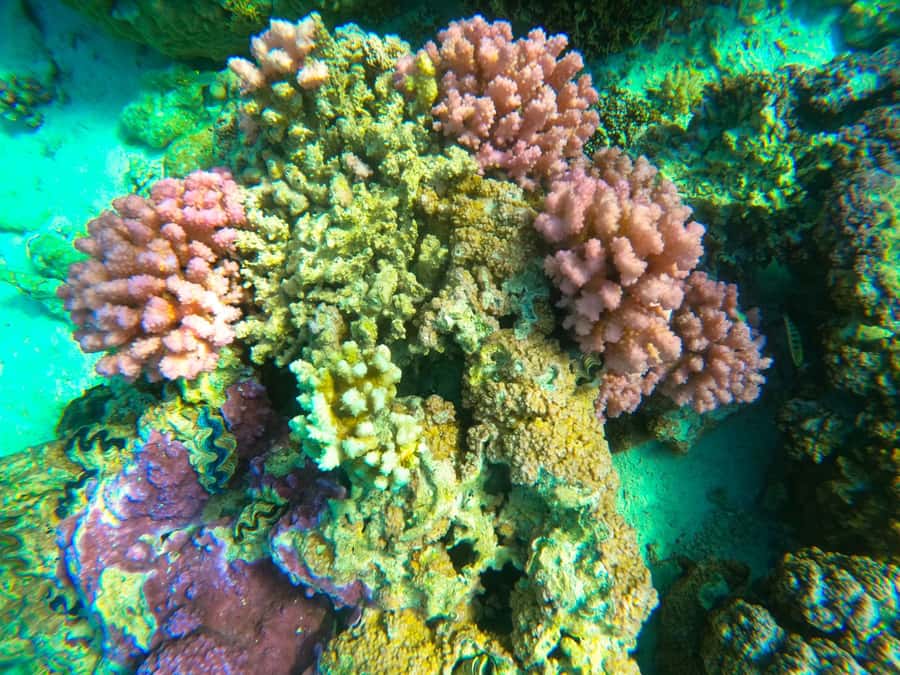 Bora Bora: Full day Lagoon Safari & Lunch on a Motu - ST - Blacktip sharks and stingrays in clear water