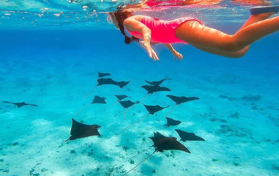 Bora Bora: Full day Lagoon Safari & Lunch on a Motu - ST - Lunch on a palm-covered motu