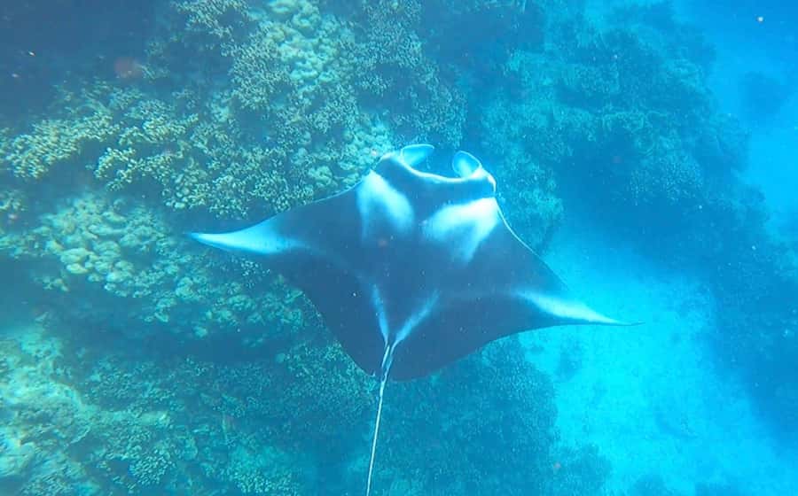 Bora Bora: Full day Lagoon Safari & Lunch on a Motu - ST - Boat pickup from your resort dock