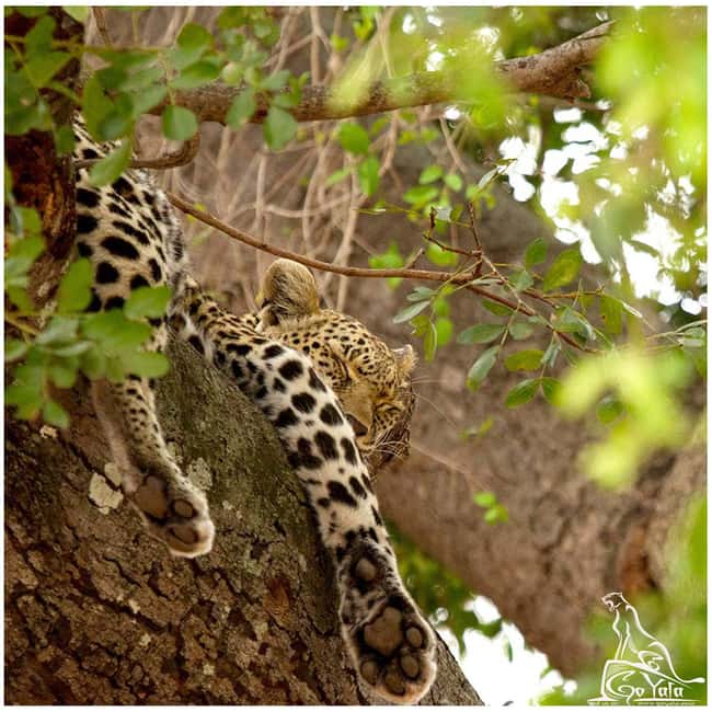 Budget Yala Safari with Accomadation & Meals Included - Who gets the best value from this trip