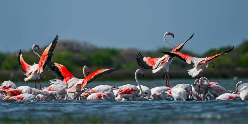 Bundala National Park Safari (PRIVATE TOURS) - Key points at a glance