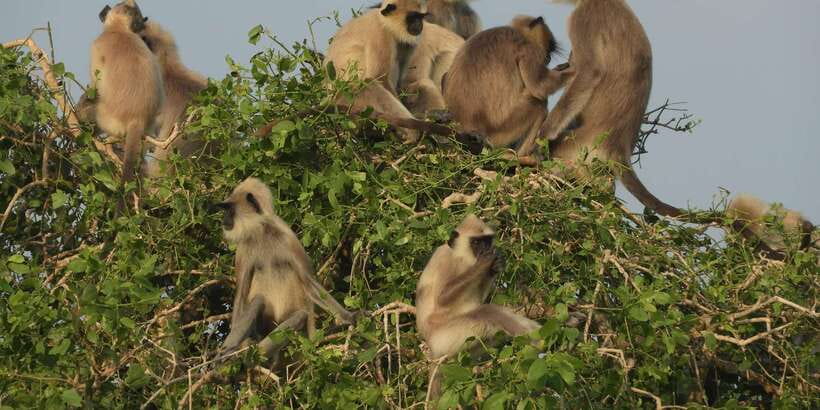 Bundala National Park Safari (PRIVATE TOURS) - Why Bundala feels different from Yala