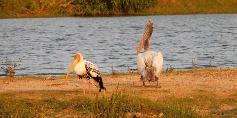 Bundala National Park Safari (PRIVATE TOURS) - Elephants, crocodiles, monkeys, and smaller animals