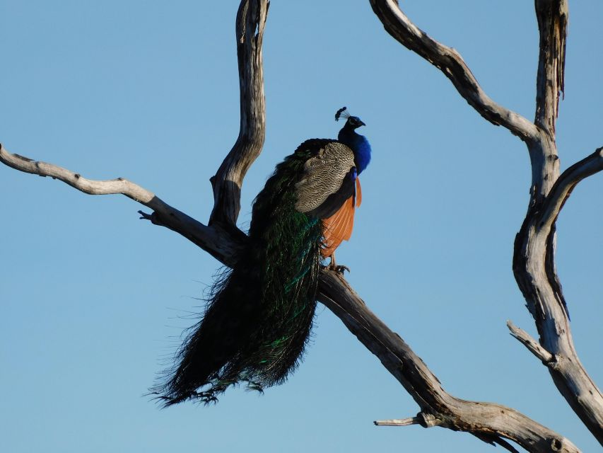 Bundala National Park Safari (PRIVATE TOURS) - The coast and the turtle connection
