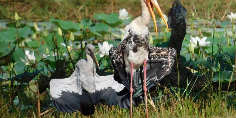 Bundala National Park Safari (PRIVATE TOURS) - Guides who shape the experience