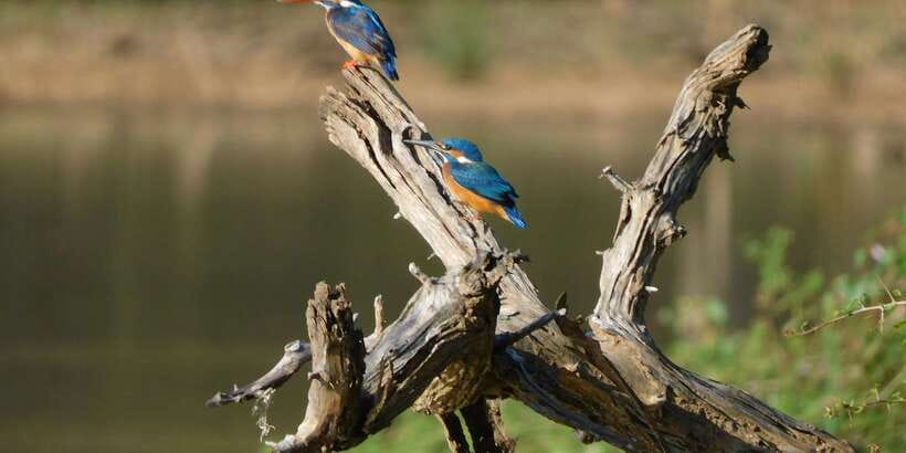 Bundala National Park Safari (PRIVATE TOURS) - A quiet alternative to a crowded safari