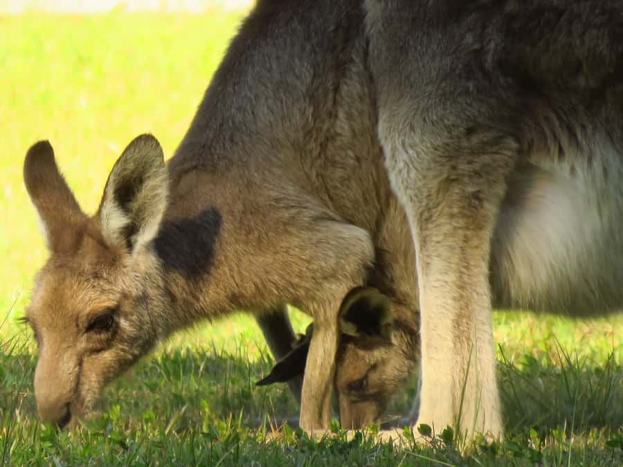 Byron Bay: Full-Day Wildlife Safari - What makes this Byron Bay safari worth your day