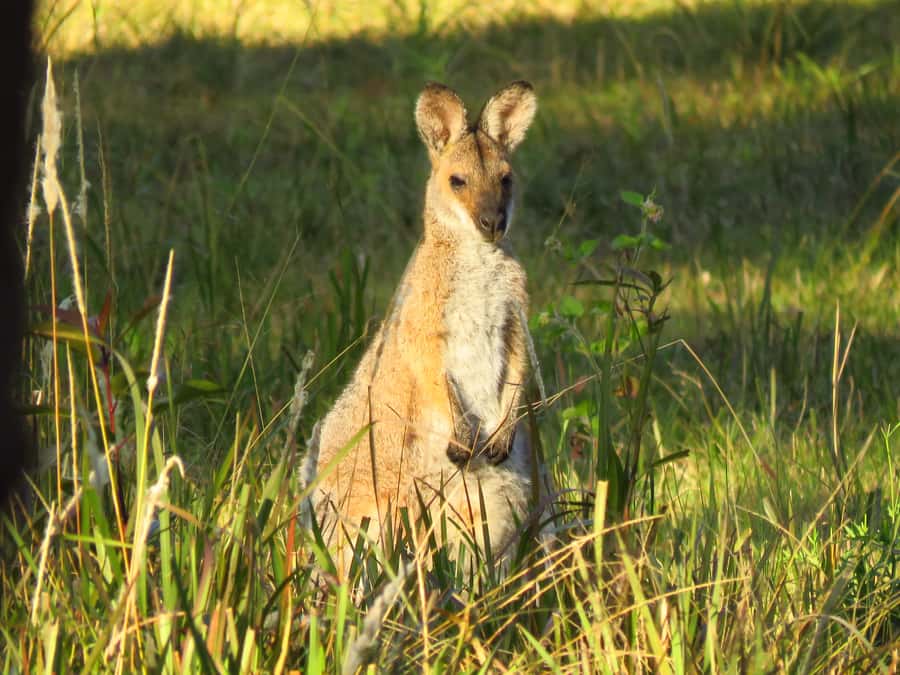 Byron Bay: Full-Day Wildlife Safari - Three habitats, three different kinds of wildlife