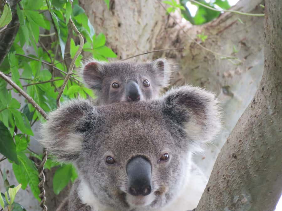 Byron Bay: Full-Day Wildlife Safari - Kangaroos, wallabies, and open-country sightings