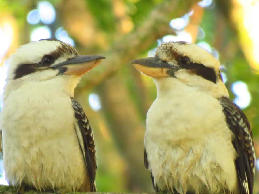 Byron Bay: Full-Day Wildlife Safari - Why the guide matters more than the vehicle