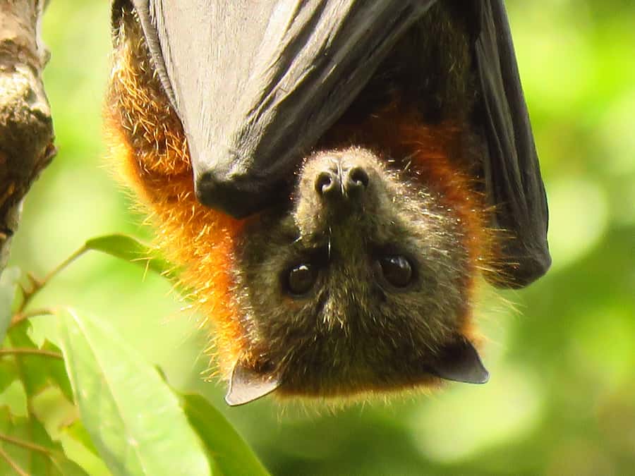 Byron Bay: Full-Day Wildlife Safari - A picnic lunch that earns its place