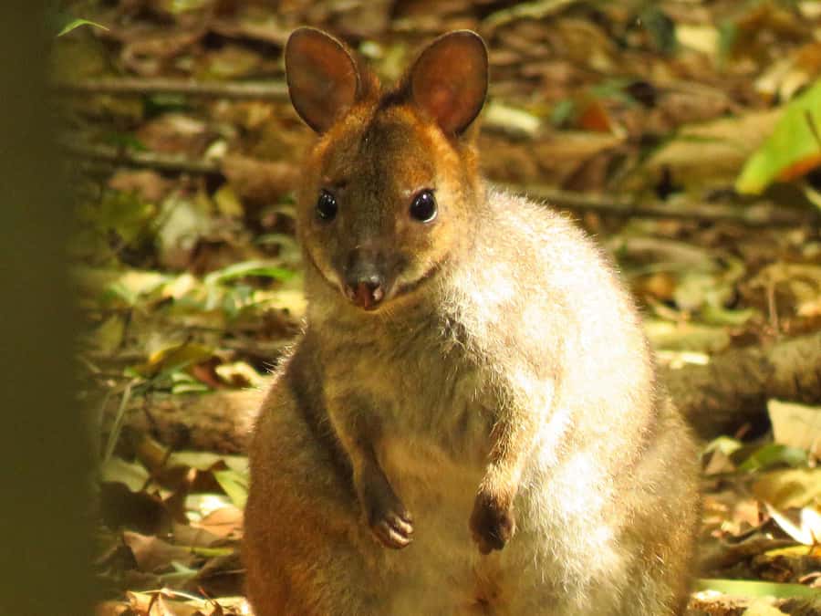 Byron Bay: Full-Day Wildlife Safari - Finding koalas without a zoo enclosure