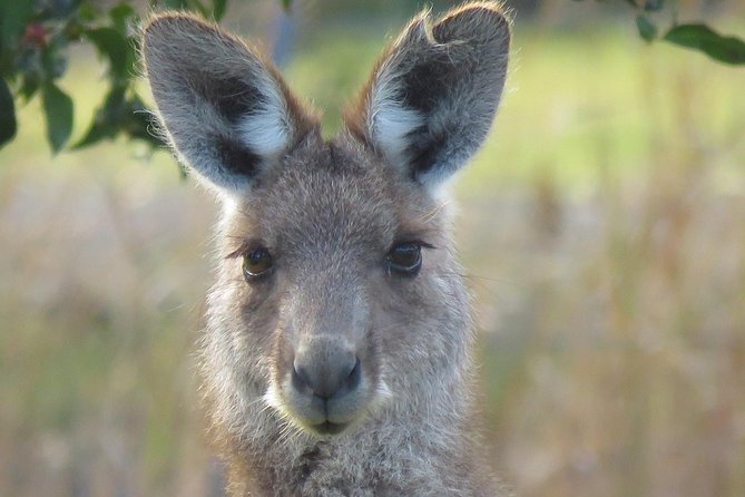 Byron Bay Wildlife Safari - Why this Byron Bay safari works