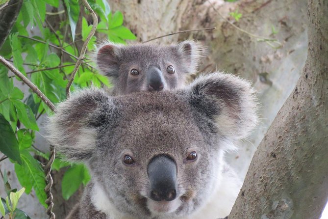 Byron Bay Wildlife Safari - Eucalyptus forest and the search for koalas