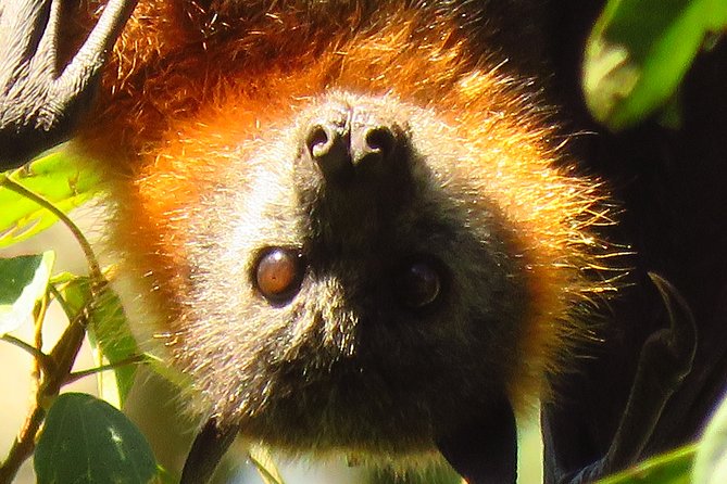 Byron Bay Wildlife Safari - The guides make the difference