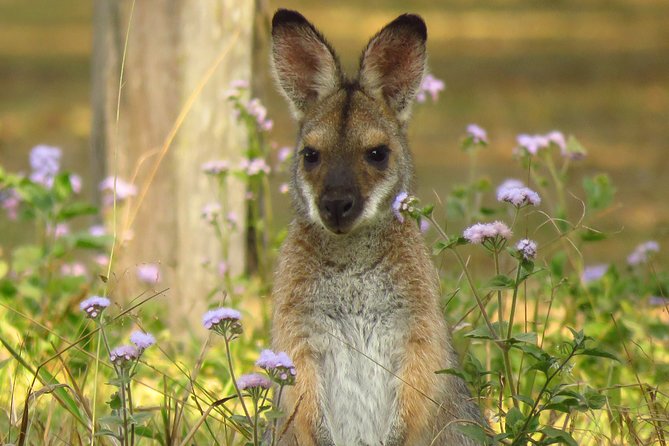 Byron Bay Wildlife Safari - The 9:30 am pickup and small 4WD