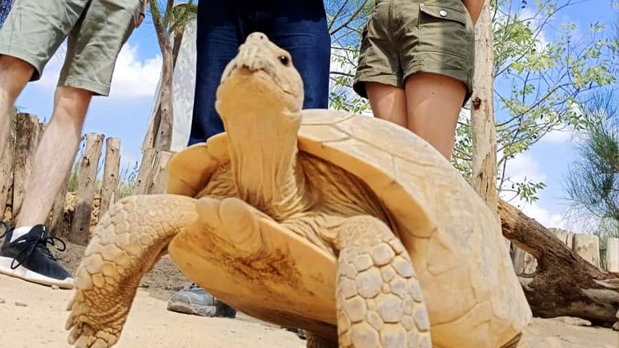 Cairo: Guided Day Trip to Africa Safari Park with Lunch - How good is the $154 value?