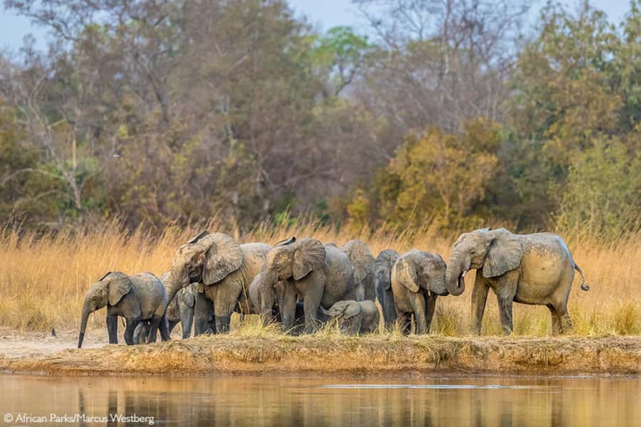 Cairo: Guided Day Trip to Africa Safari Park with Lunch - Pickup areas and booking details