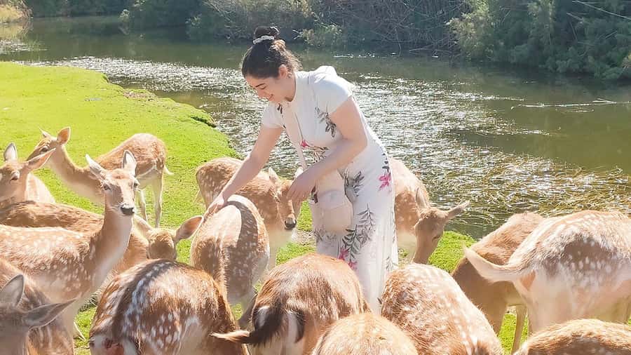 Cairo: Guided Day Trip to Africa Safari Park with Lunch - Entering Egypt’s first open zoo