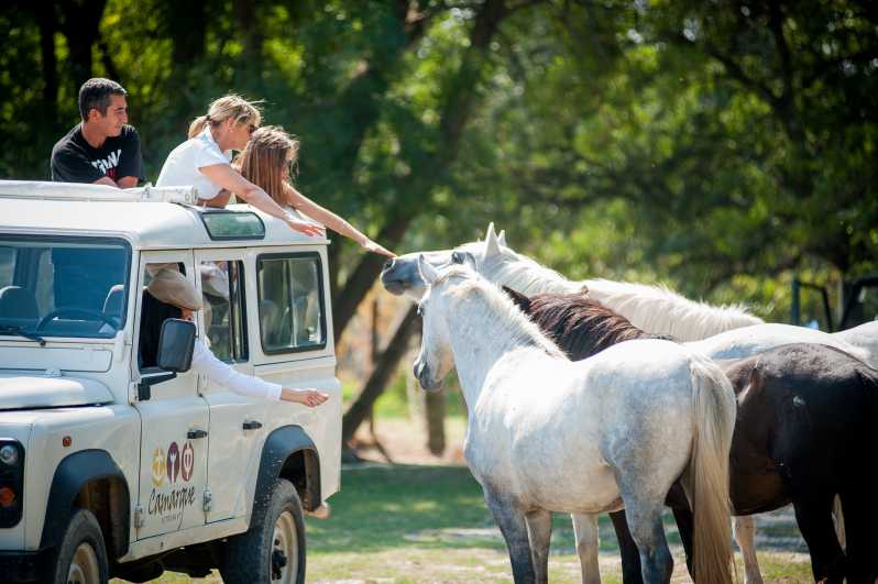 Camargue: Half-Day 4x4 Guided Safari Adventure - The breeding ranch and Camargue animals