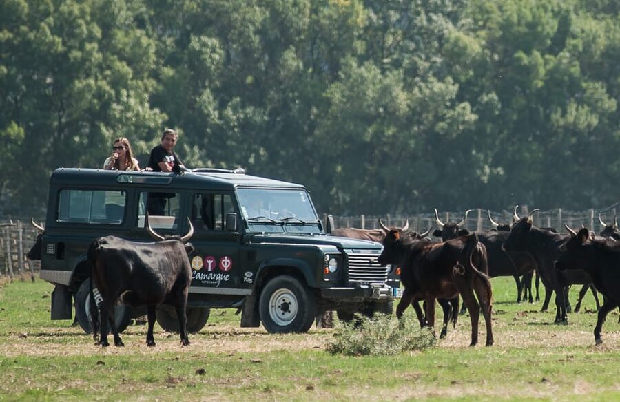 Camargue: Half-Day 4x4 Guided Safari Adventure - Aigues-Mortes adds medieval stone to the wetlands