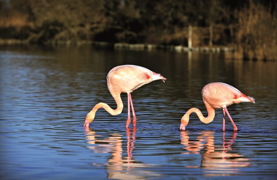 Camargue: Half-Day 4x4 Guided Safari Adventure - Should you book the Camargue 4x4 safari?
